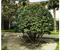 Санаторий Golden Family - Алушта (Крым), март 2026г.