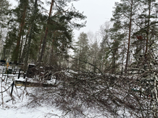 Спил берёз - Фото №12