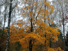 День Рождения Ромы в ДО Оленьи Пруды, фото №167